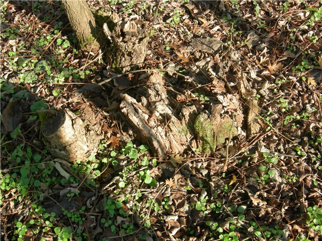 arčilend